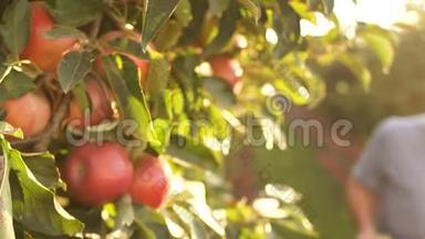 大熟红苹果一枝上，特写.. 在背景中，一个农民把苹果放在一个箱子里，太阳落山，太阳落山